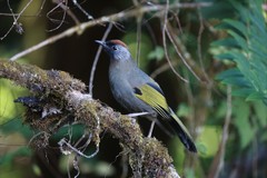 Trochalopteron melanostigma