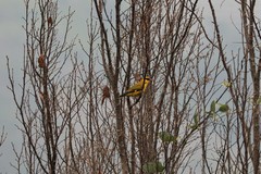 Oriolus tenuirostris