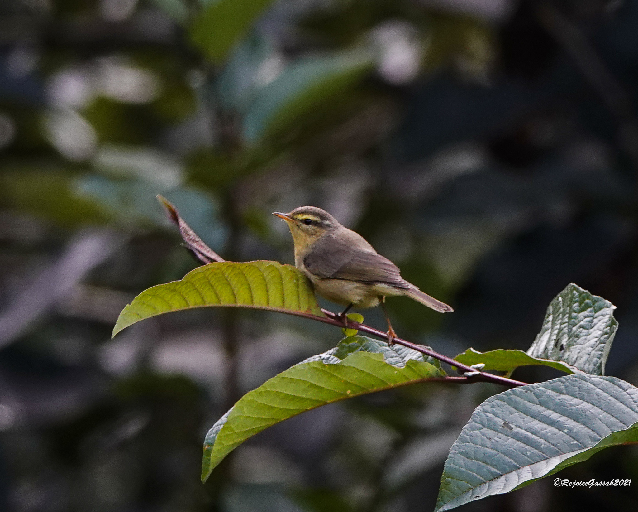 Tickell's Leaf Warbler illustration