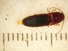 Monocrepidius submarmoratus