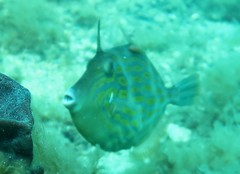 Cochleoceps bicolor