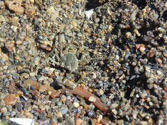 Halicarcinus planatus