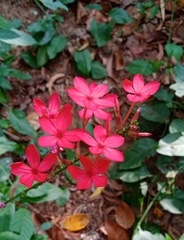 Plumbago indica