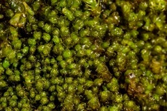 Saccobasis polita