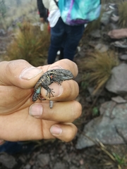 Sceloporus anahuacus