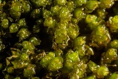 Saccobasis polita