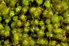 Saccobasis polita
