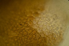Saccobasis polita