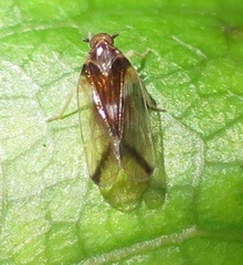 Tiriteana