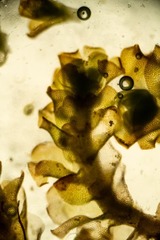 Saccobasis polita