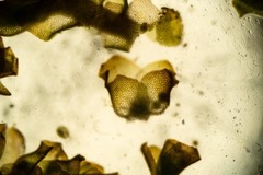 Saccobasis polita