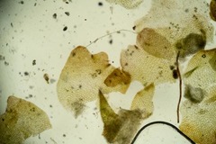 Saccobasis polita