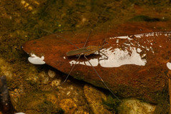 Limnometra cursitans