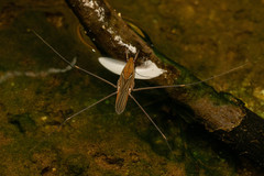 Limnometra cursitans