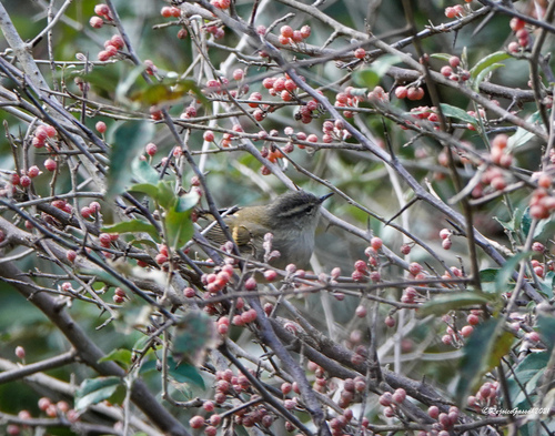 Ashy-throated Warbler (Phylloscopus maculipennis), photo 2