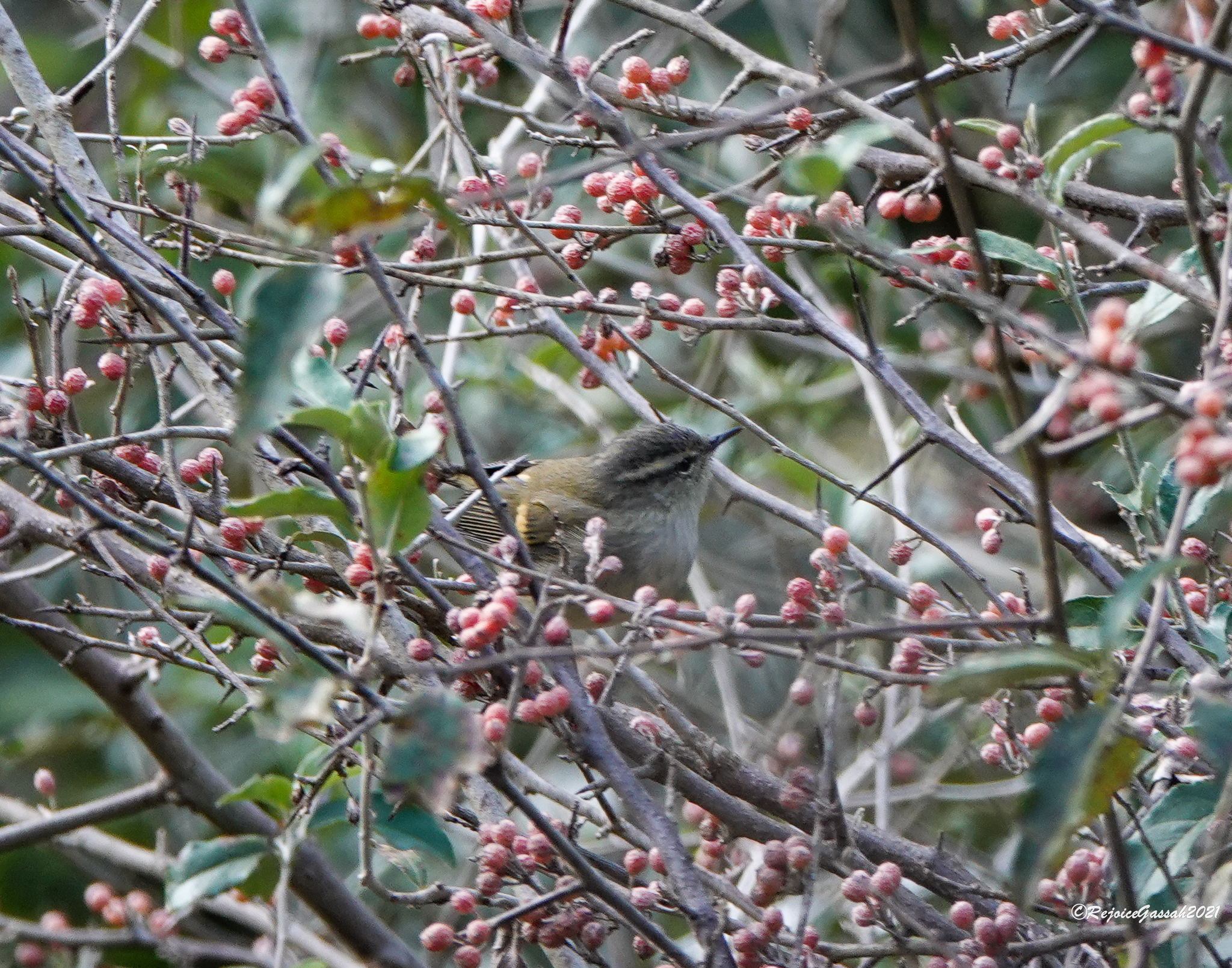 Ashy-throated Warbler illustration
