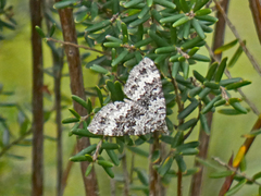 Chrysolarentia argocyma
