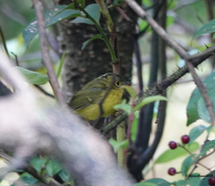 Phylloscopus whistleri