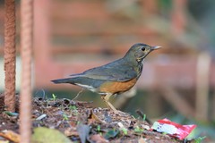 Turdus dissimilis