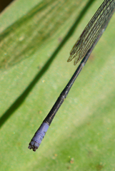 Argia frequentula