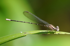 Argia frequentula