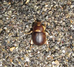 Chaerodes trachyscelides