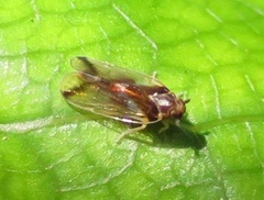 Tiriteana