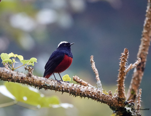 White-capped Redstart (Phoenicurus leucocephalus), photo 4