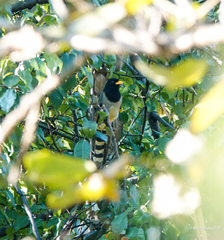 Urocissa flavirostris