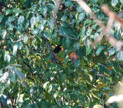 Urocissa flavirostris