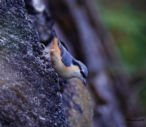 White-tailed Nuthatch (Sitta himalayensis), photo 10