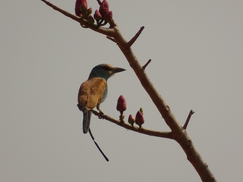 Abyssinian Roller
