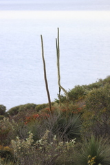 Xanthorrhoea platyphylla