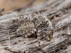 Aelurillus andreevae