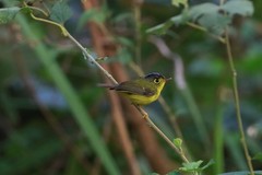 Phylloscopus intermedius