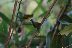 Phylloscopus intermedius