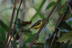Phylloscopus intermedius