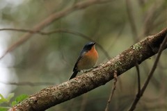 Cyornis whitei