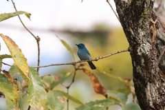 Cyornis unicolor