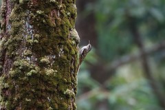 Certhia manipurensis