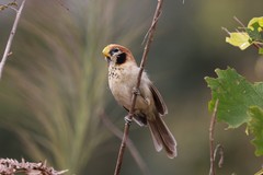 Paradoxornis guttaticollis