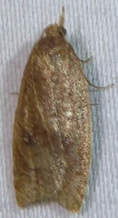 Sparganothoides machimiana