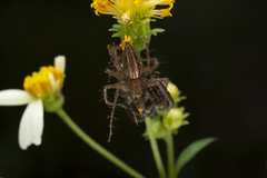 Oxyopes