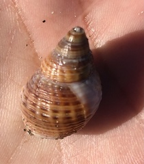 Nassarius fossatus