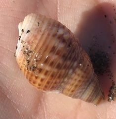 Nassarius fossatus