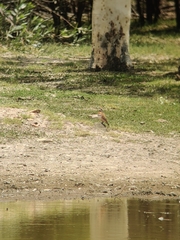 Geophaps plumifera leucogaster