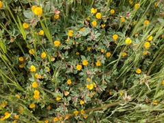 Acmispon wrangelianus