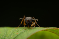 Camponotus