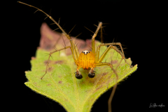 Oxyopes