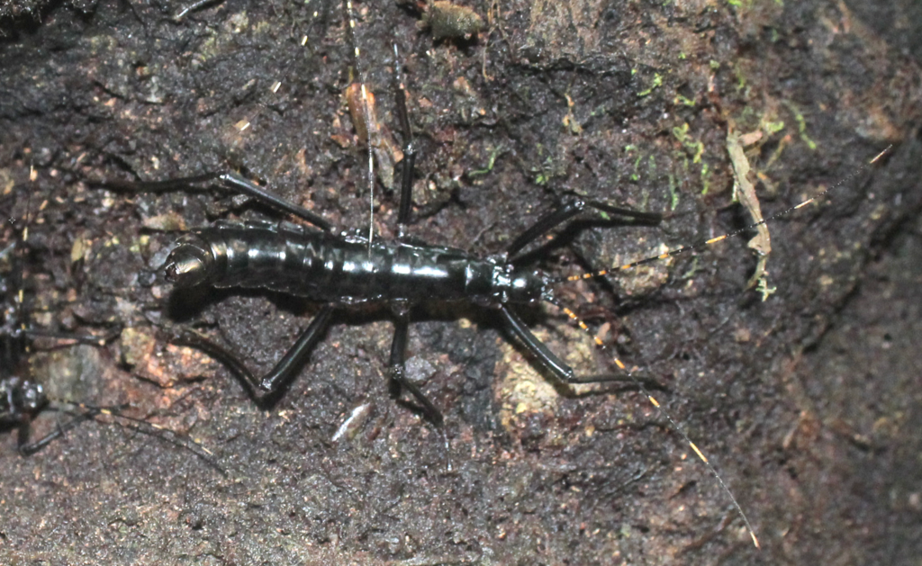 Autolyca daemonia